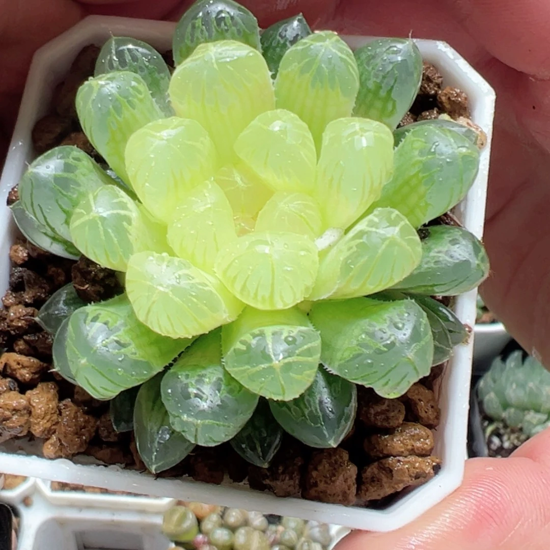 【闪购商品】琥珀玉露