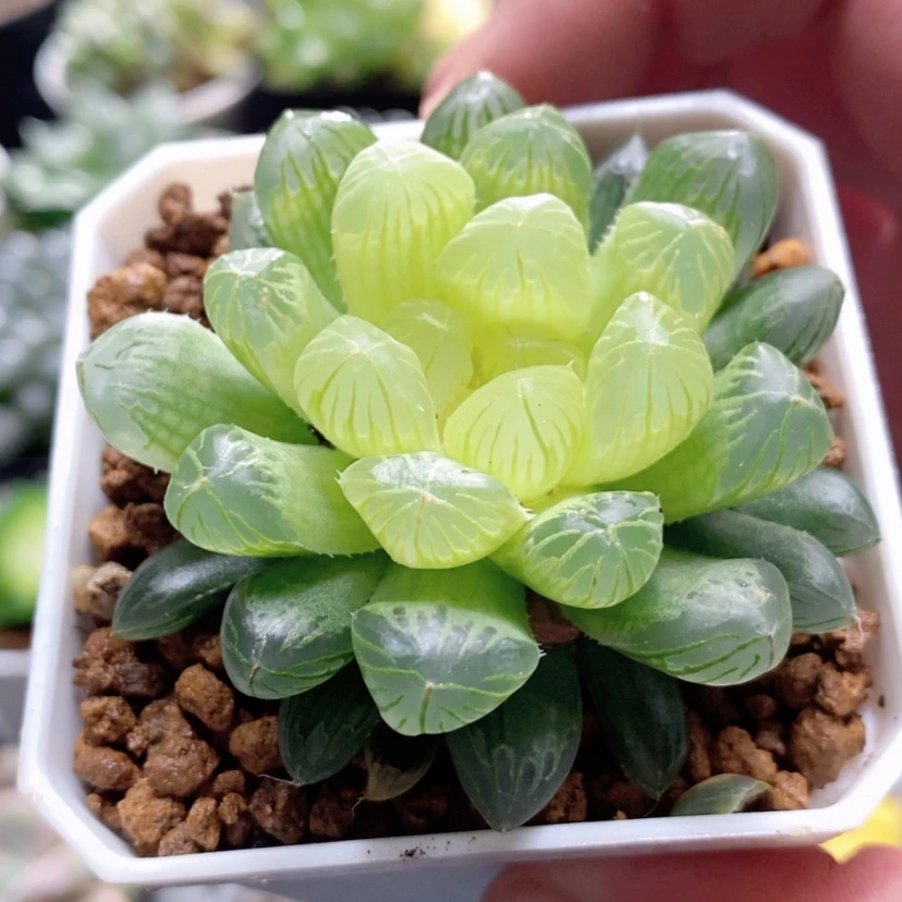 【闪购商品】琥珀玉露