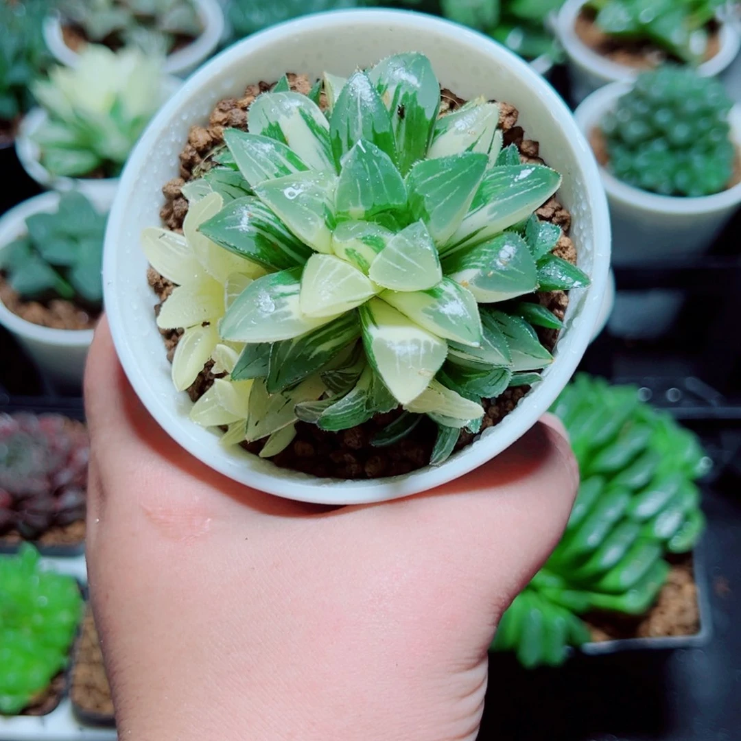 姬寿锦多肉植物一颗