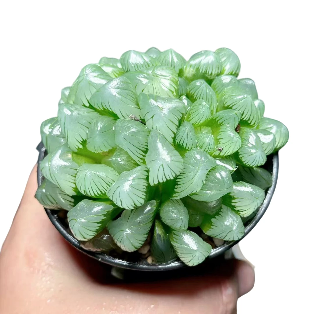 【翡翠玉露】十二卷新手好养多肉植物根系带土原盆栽培种植拍下发