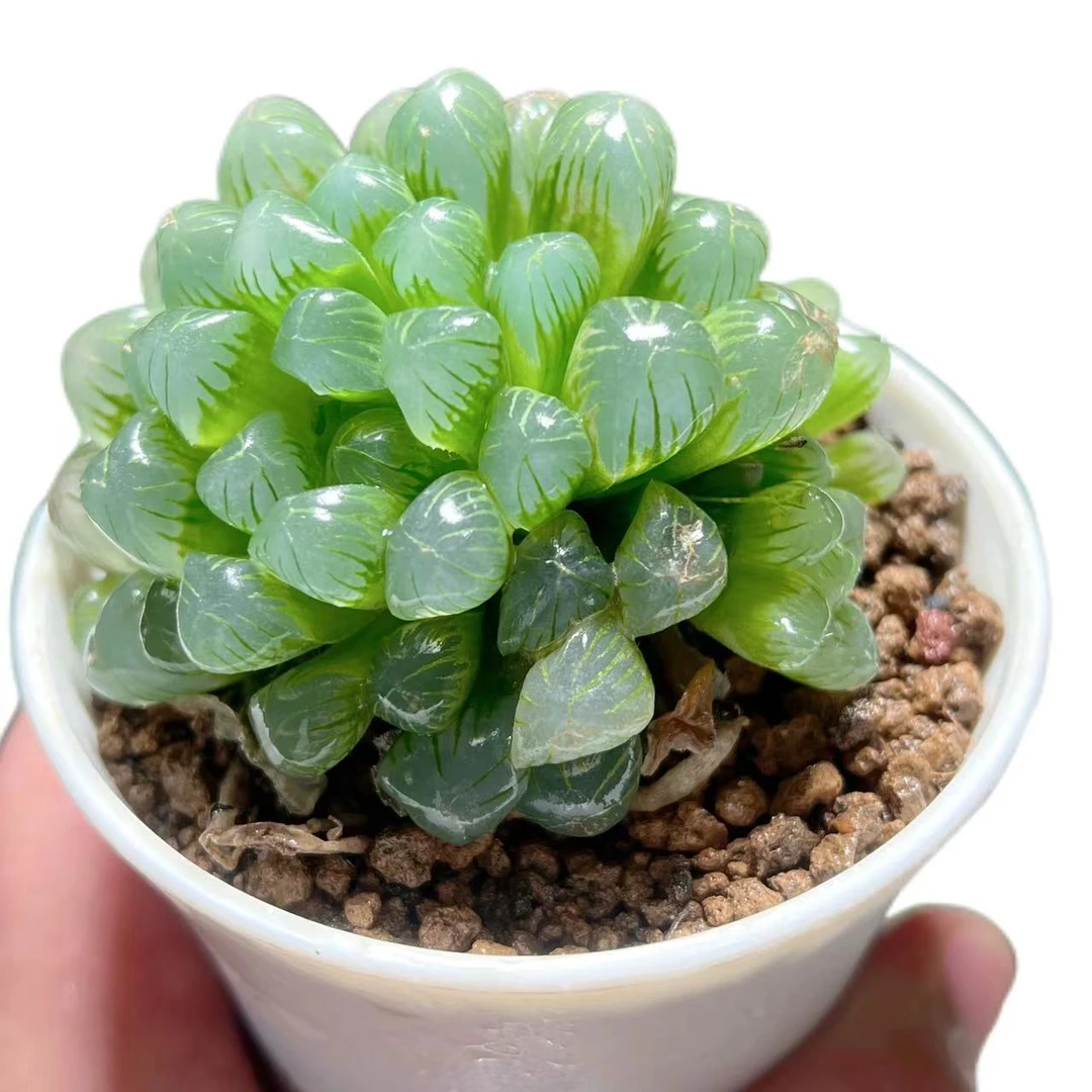 【孙氏玉露】十二卷新手好养多肉植物根系带土原盆栽培种植拍下发