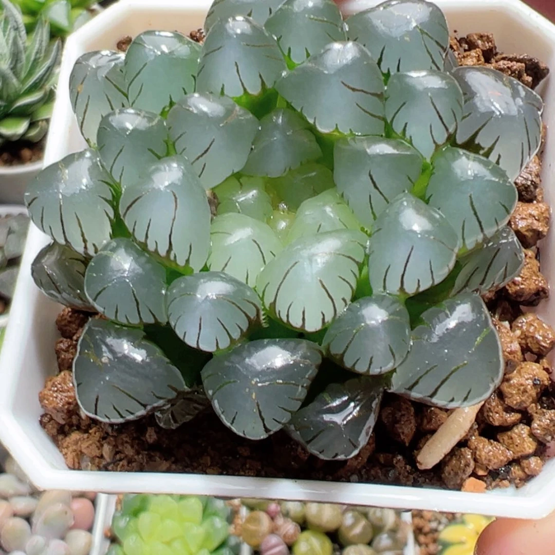 【闪购商品】粉龙珠
