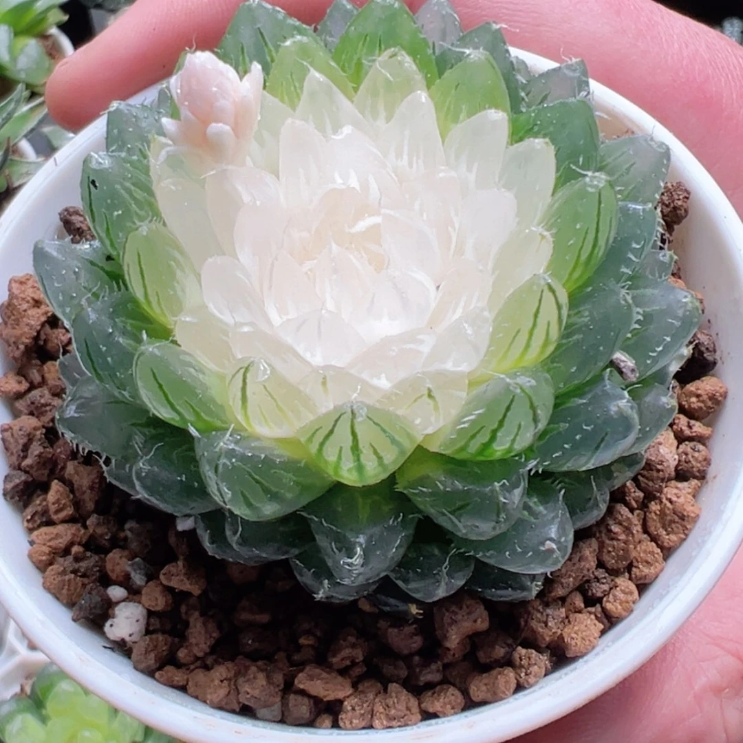 【闪购商品】白莲花