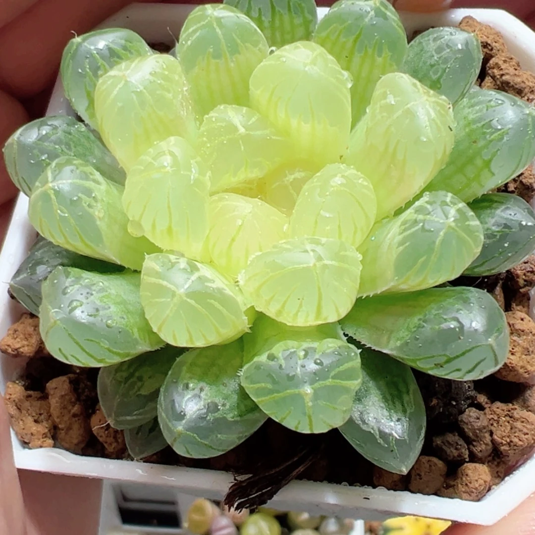 【闪购商品】琥珀玉露