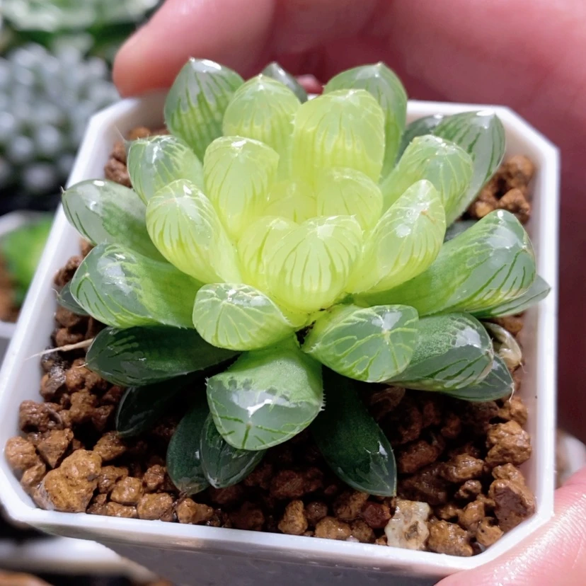【闪购商品】琥珀玉露