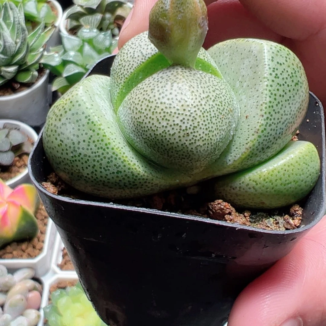 【闪购商品】元宝帝玉