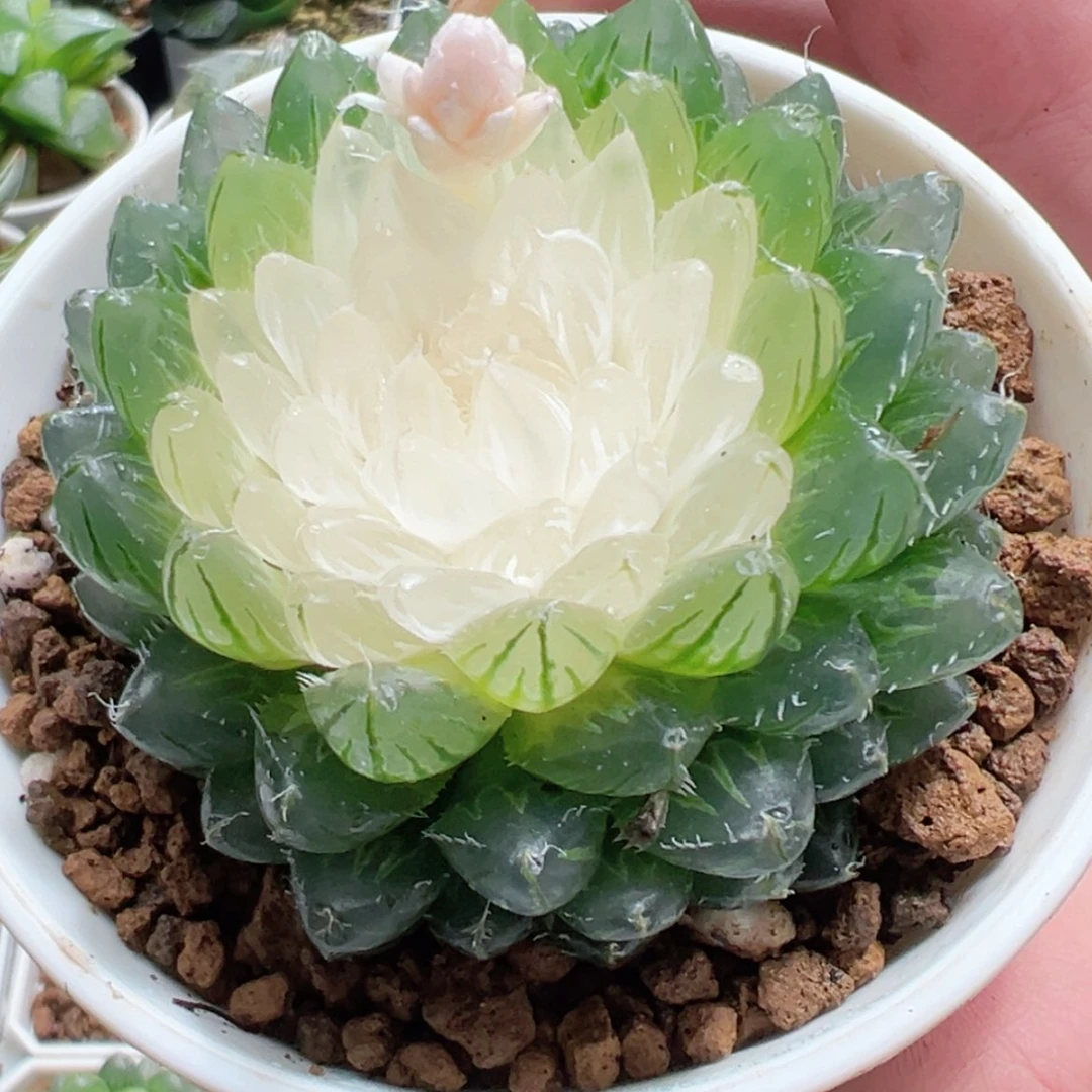 【闪购商品】白莲花