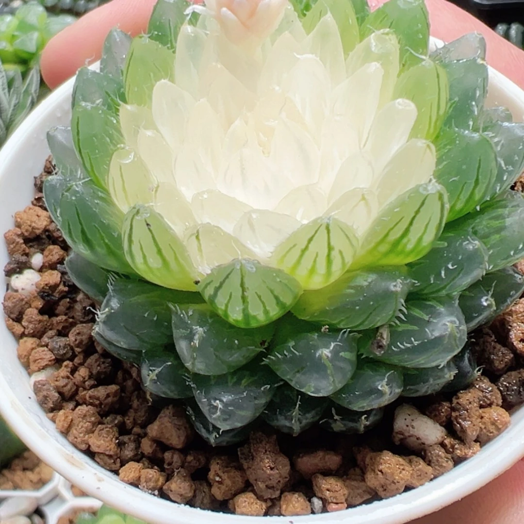 【闪购商品】白莲花