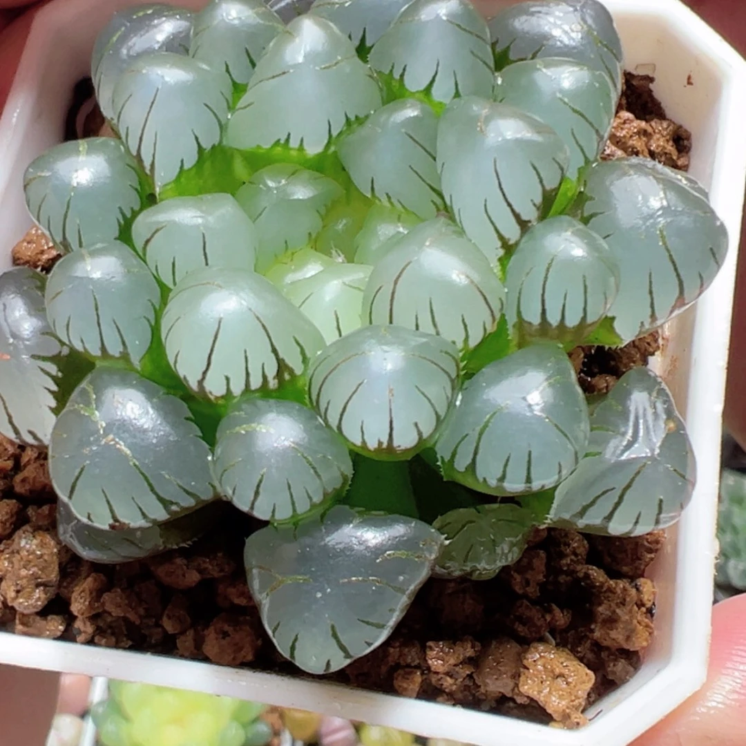 【闪购商品】粉龙珠