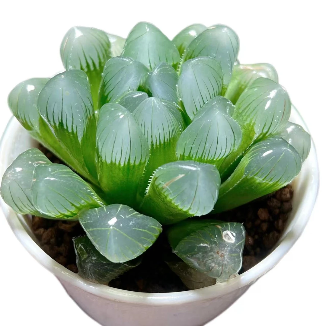 【特丸玉露】十二卷新手好养多肉植物根系带土原盆栽培种植拍下发