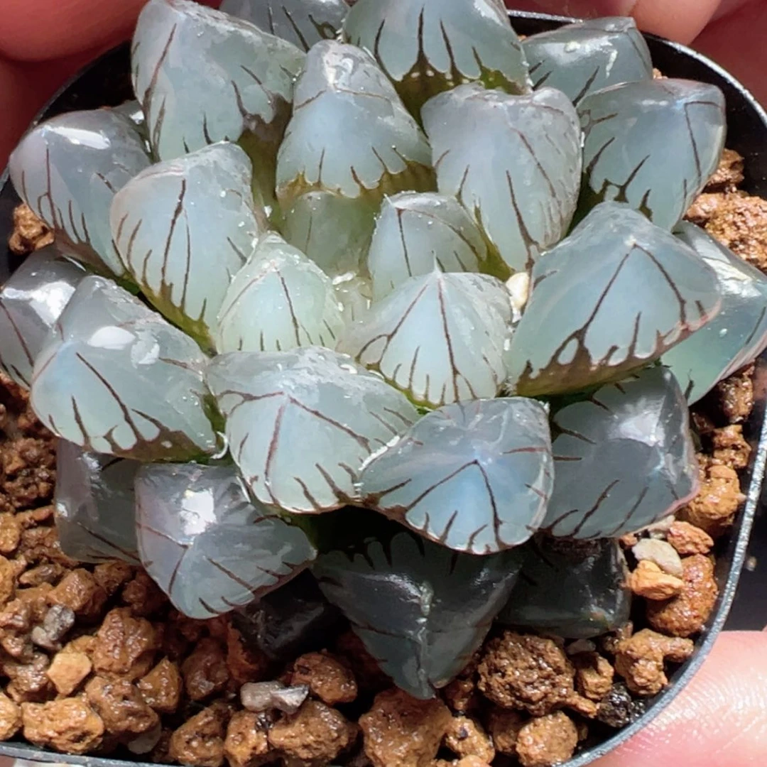 【闪购商品】水晶玉露
