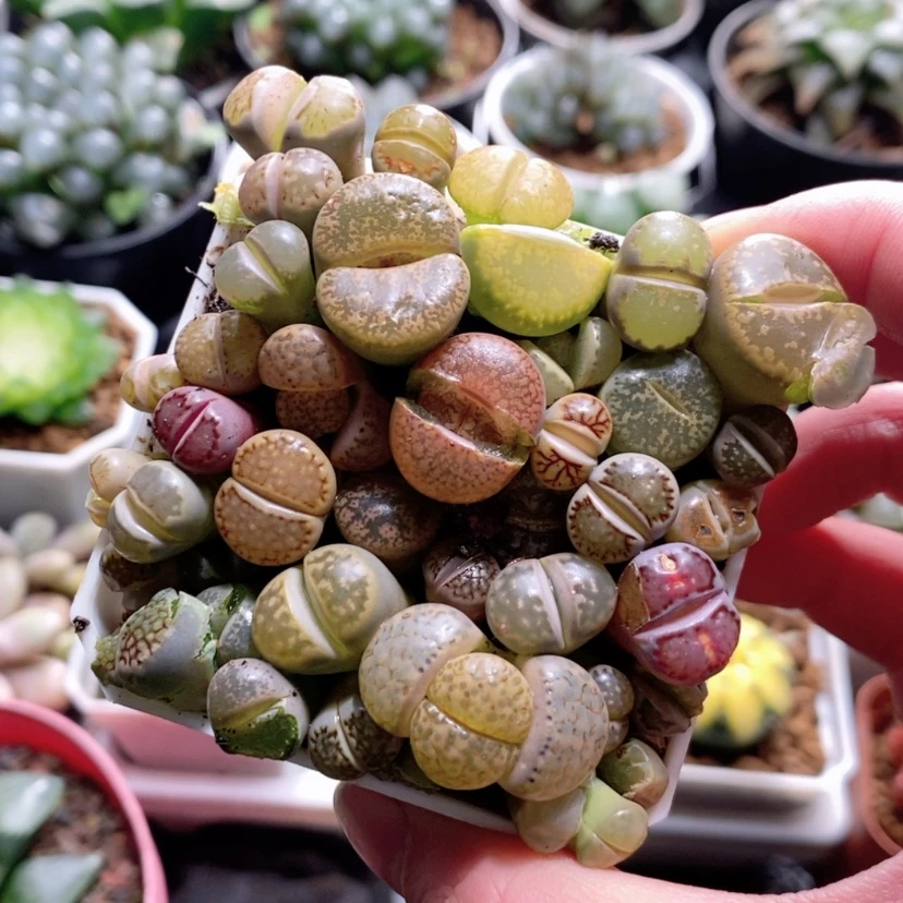 【闪购商品】满盆生石花