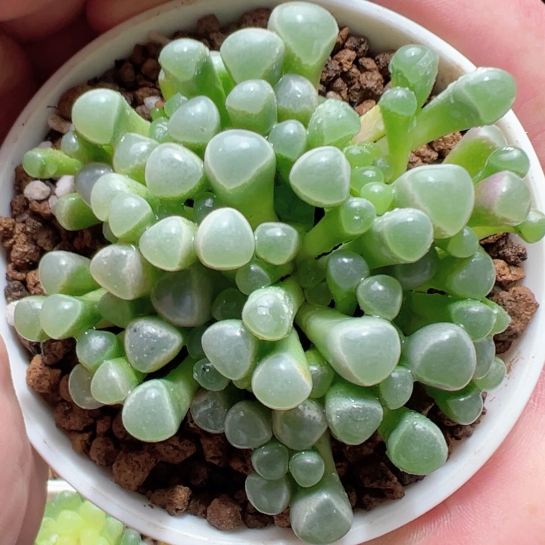 【闪购商品】大五十灵玉