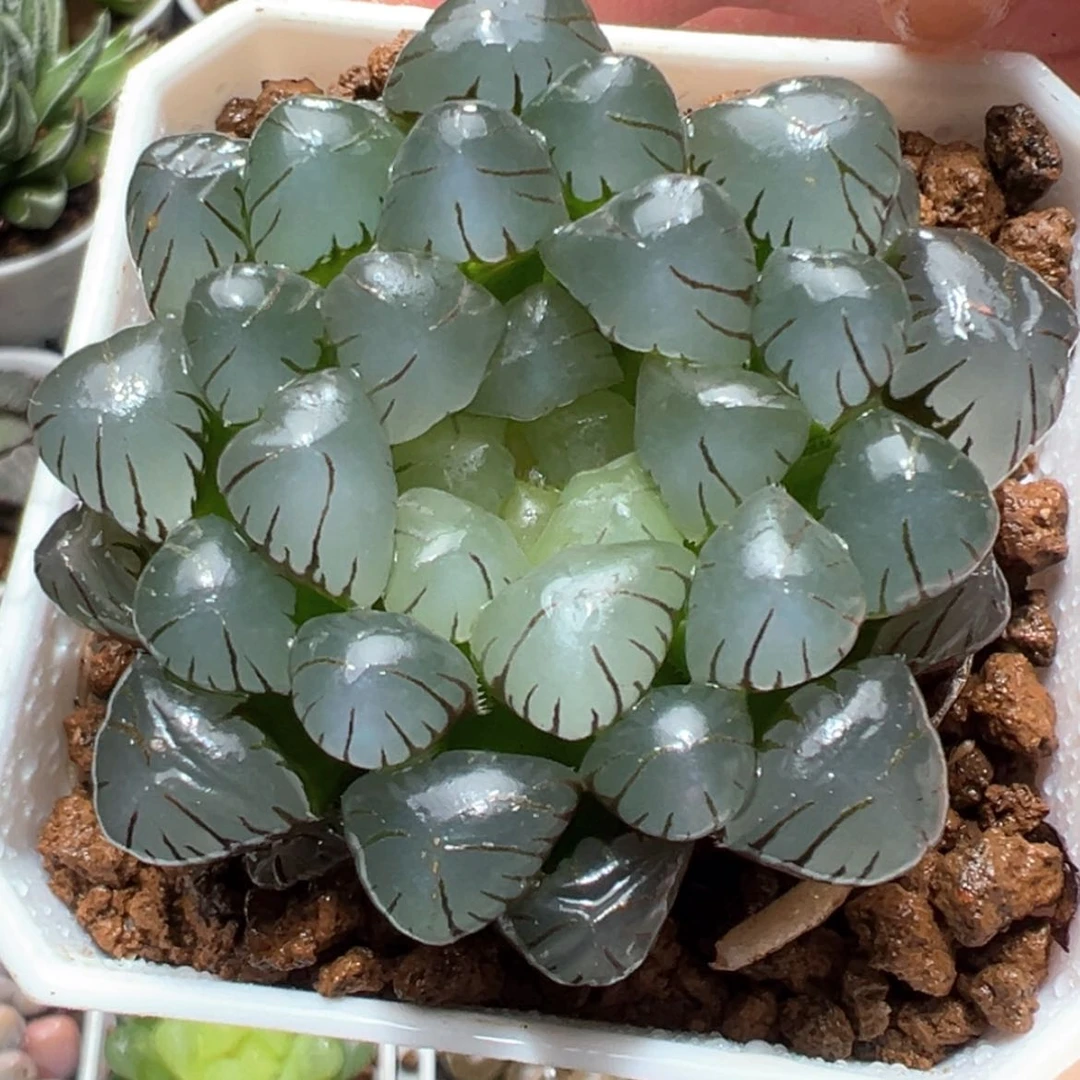 【闪购商品】ob玉露