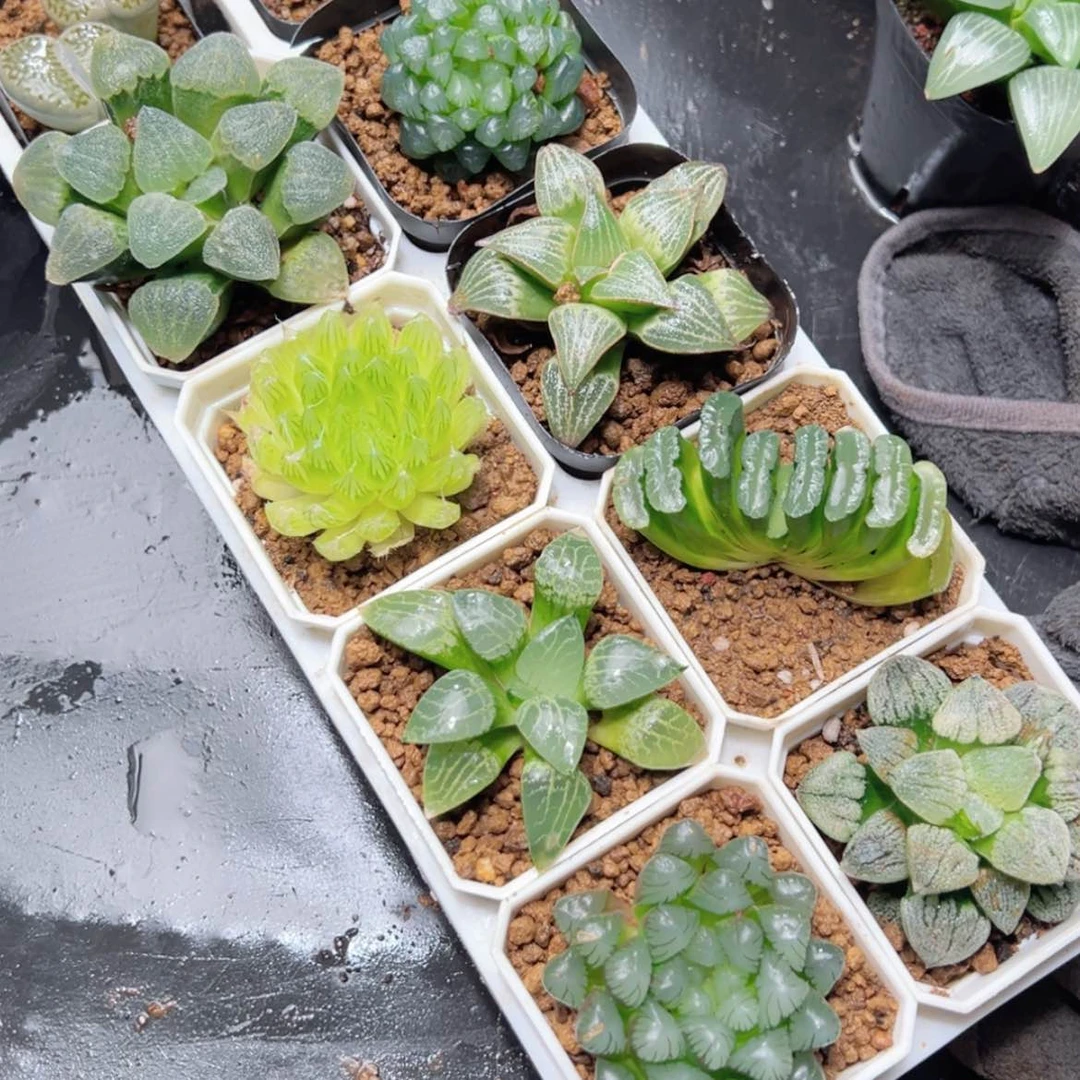 【闪购商品】托架10套餐多肉