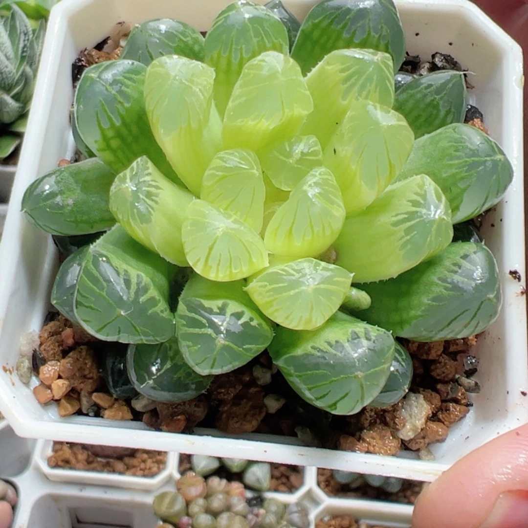 【闪购商品】琥珀玉露
