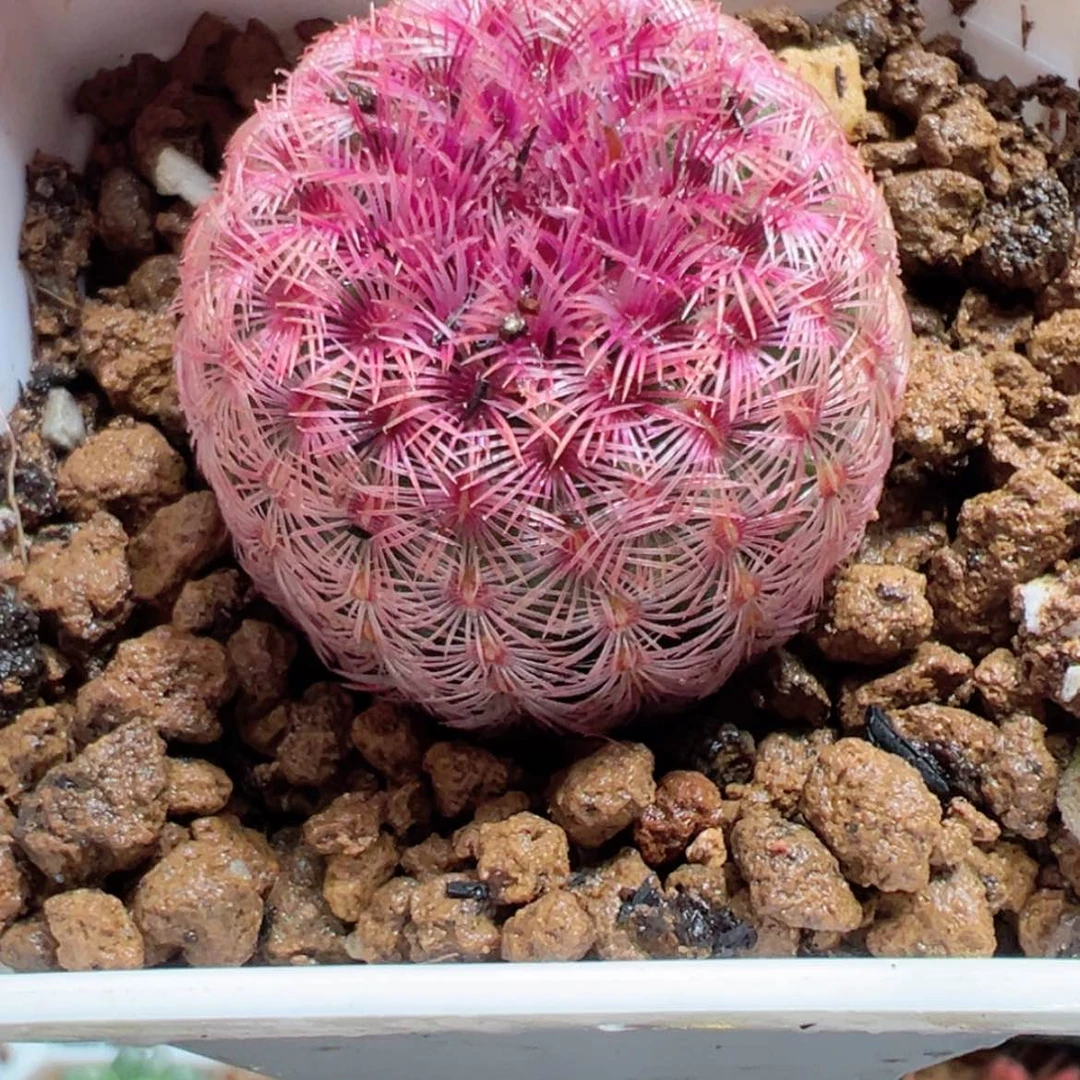 【闪购商品】红太阳多肉
