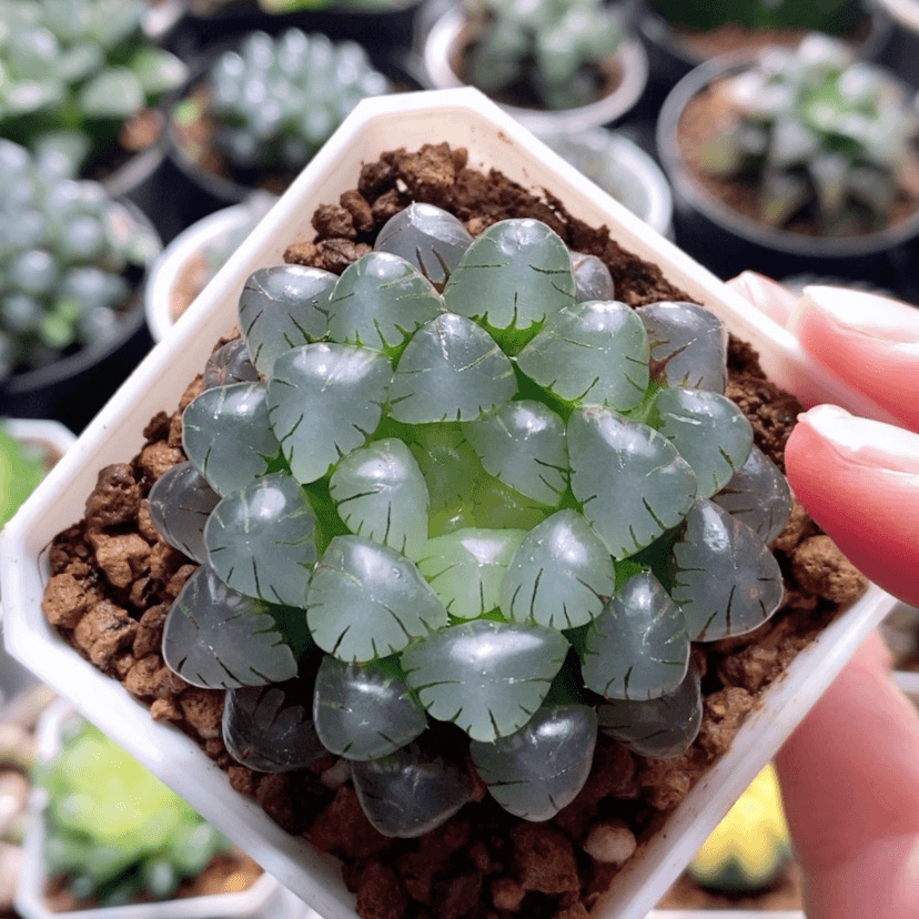 【闪购商品】粉龙珠