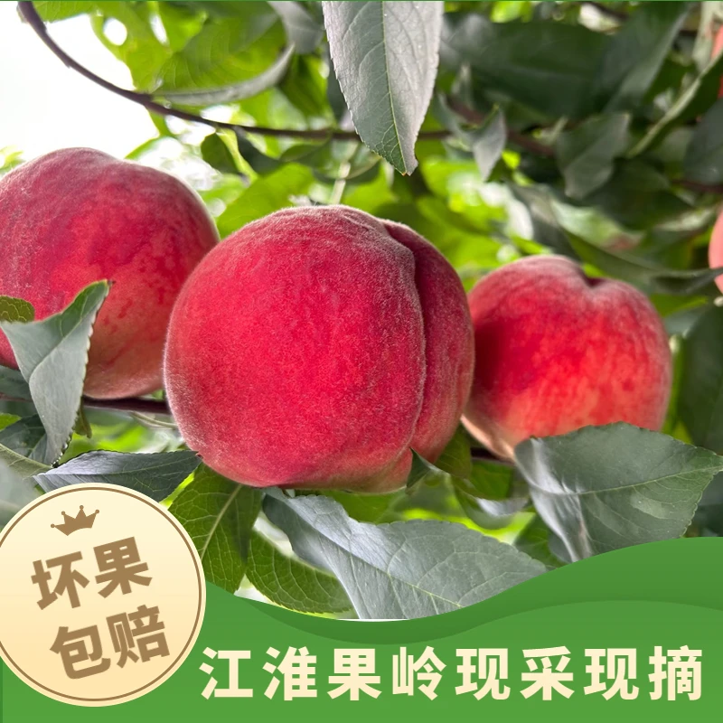 叶集江淮果岭新鲜鲜桃脆桃毛桃胭脂红3-5斤装毛桃当季桃子水果