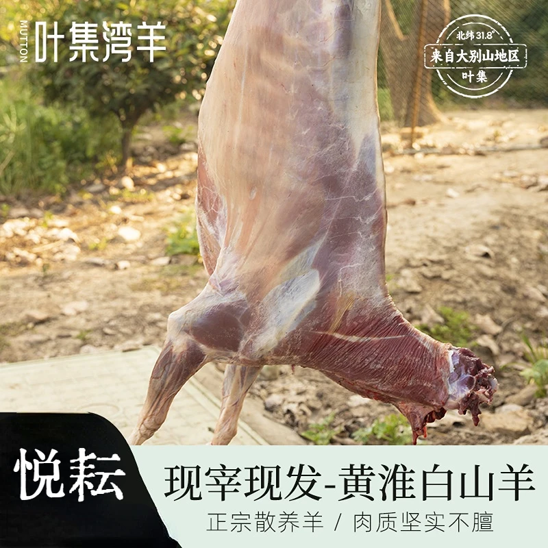 大别山叶集羊肉正宗散养黄淮白山羊整羊5-10斤包邮现称现发