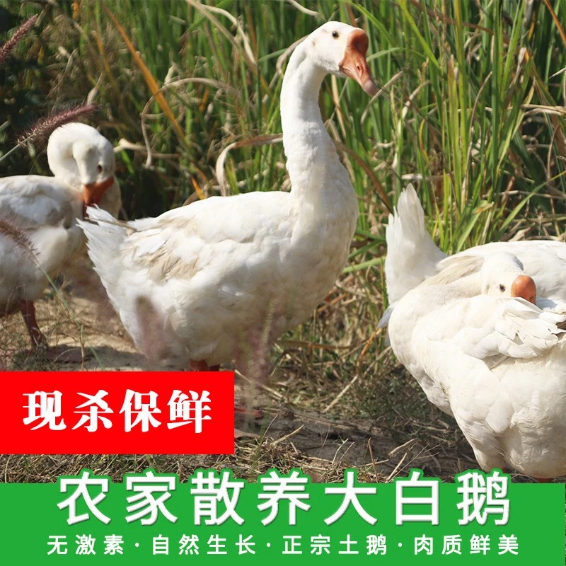 安徽皖西白鹅五谷散养鹅肉新鲜现宰现发300天以上老鹅约9.5-10斤