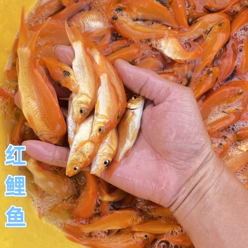 红鲤鱼活体鱼兴国红鲤鱼可-食-用红鲤鱼 宠物淡水观赏鱼大红鲤鱼