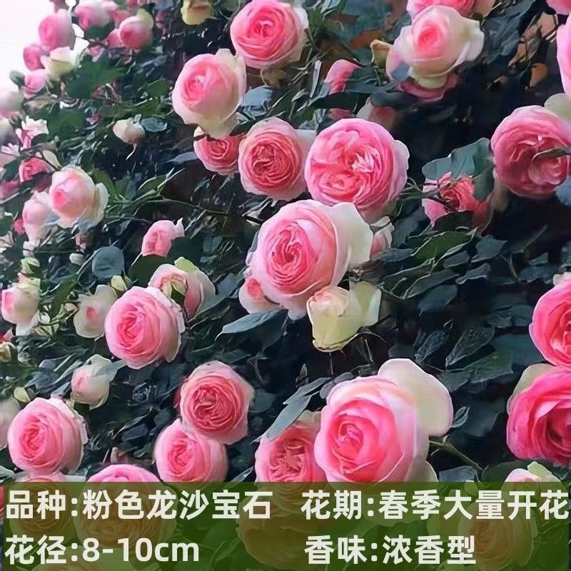 【买一送一】四季盆栽月季小苗爬藤月季小苗蔷薇玫瑰花苗藤本月季