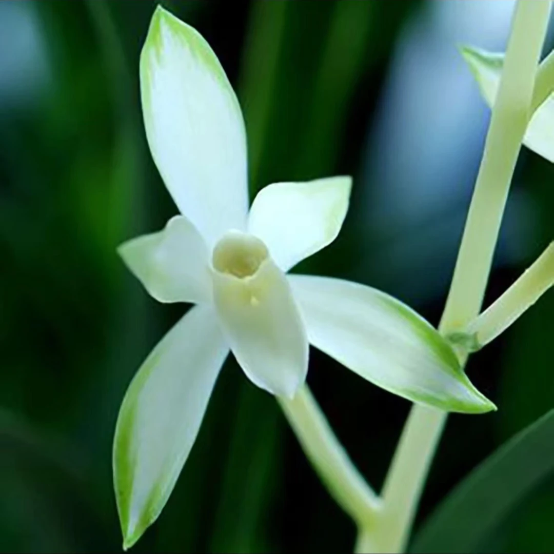 【雪山翡翠】浓香型兰花 四季建兰客厅花卉观花兰草绿植