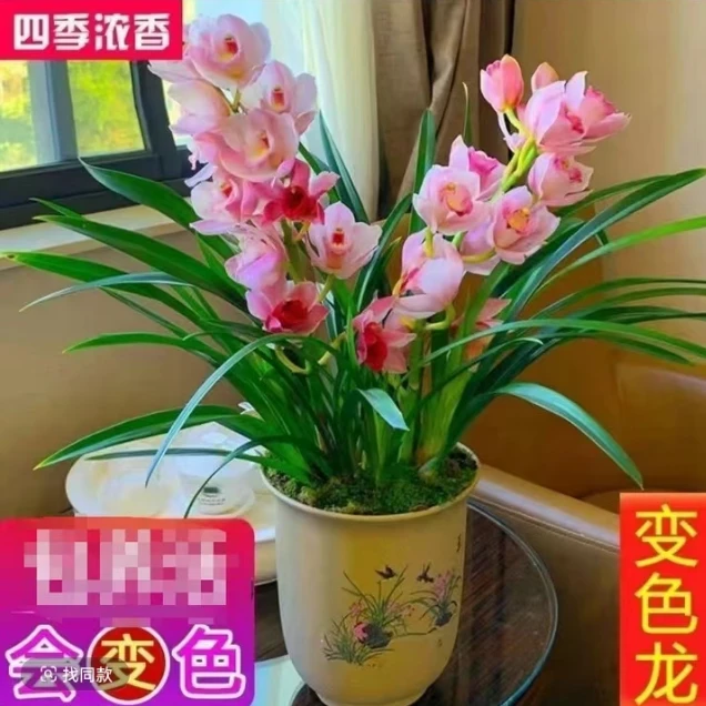 【变色龙】兰花盆栽 开花浓香