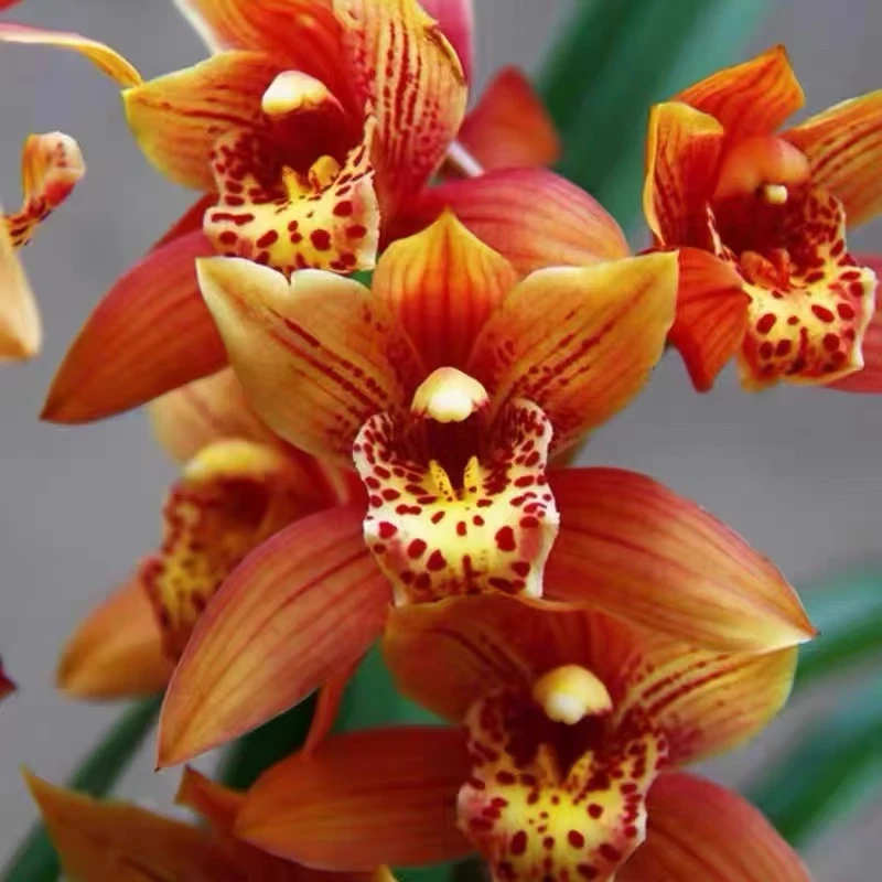 【韩国桃花】建兰品种 兰花盆栽 开花浓香