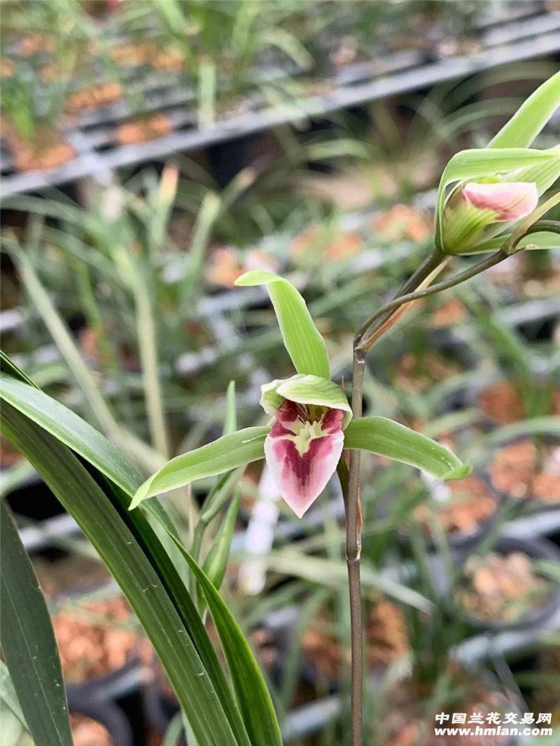 细叶寒兰红心形斑