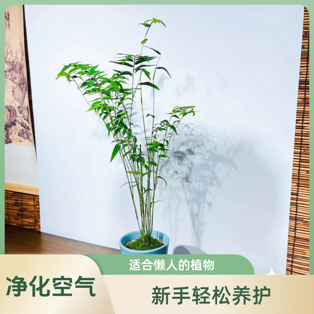 米竹盆栽土培水培造景净化空气苗凤尾竹室内绿植观赏庭院盆景植物