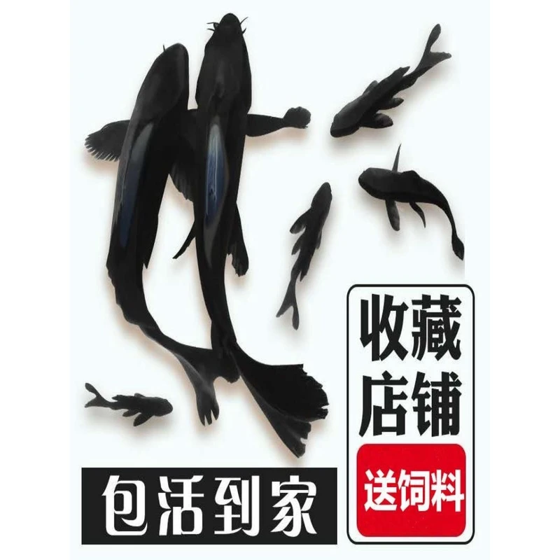 包邮冷水活体鱼黑锦鲤草养殖纯黑金金鱼龙凤好养鱼小型观赏鱼北方