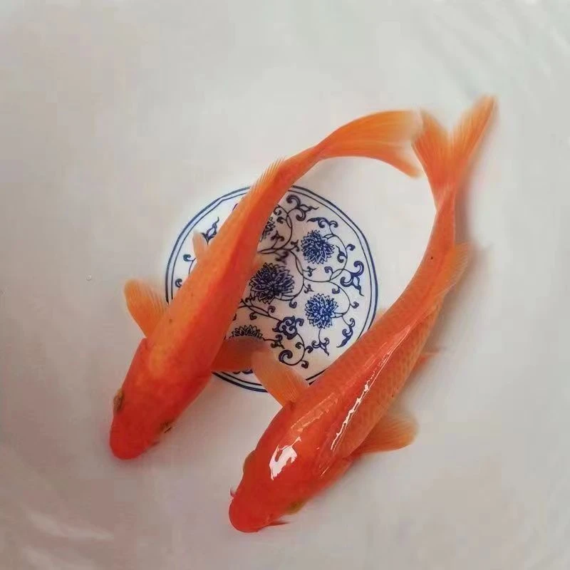 红鲤鱼锦鲤小鱼观赏鱼饲养冷水淡水鱼鱼苗小型鱼好养不加温红色混