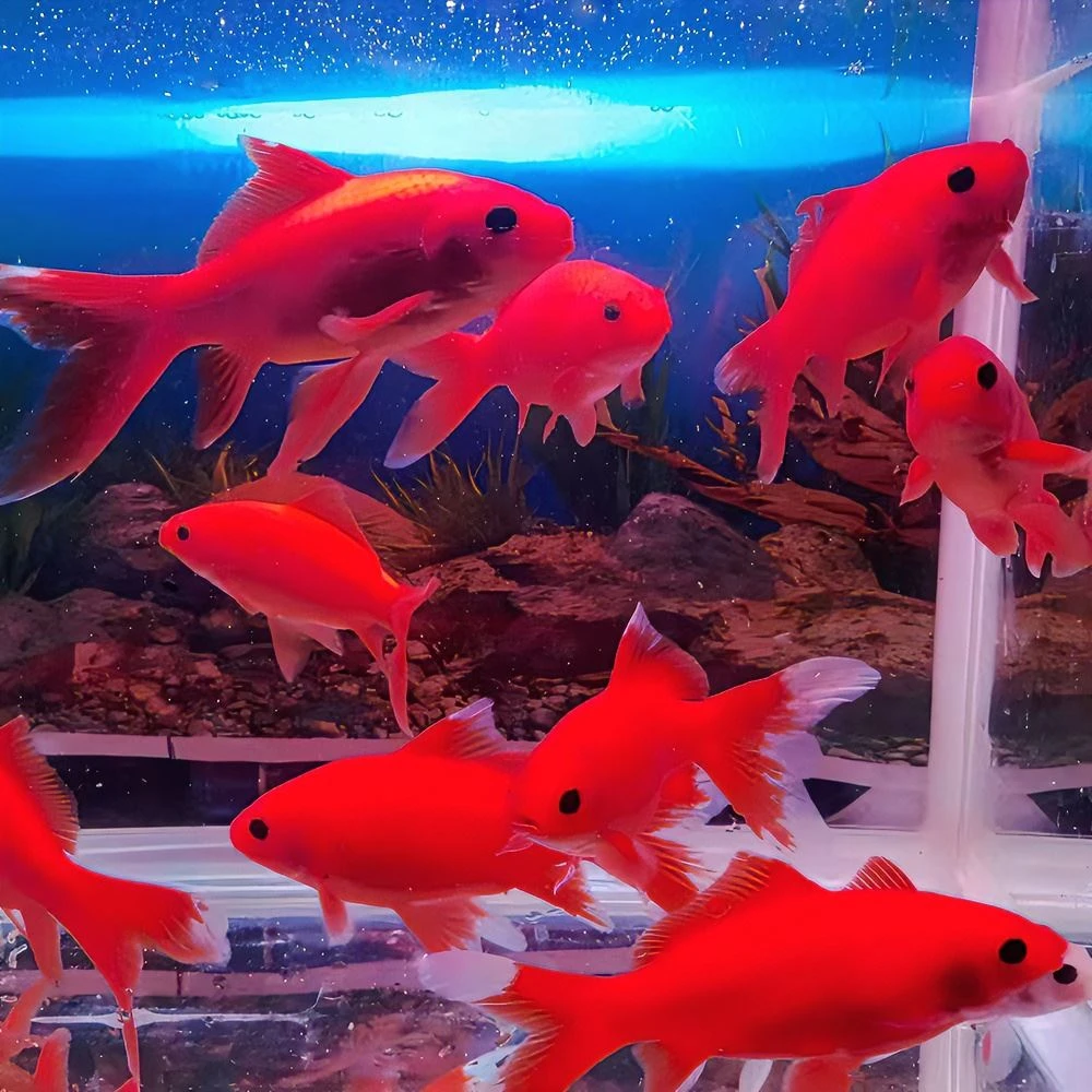 小活体冷水血鹦鹉金鱼草金葡萄眼好养耐活懒人鱼红鱼大尾渔场直销