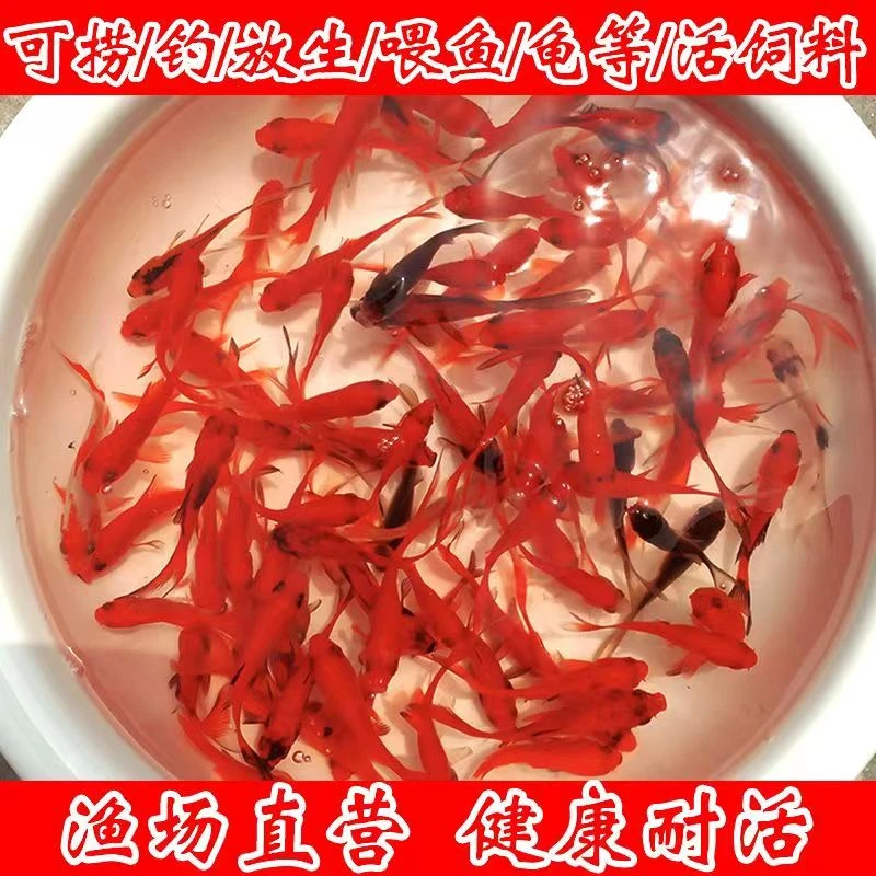 草金鱼活体金鱼冷水耐活小鱼观赏鱼宠物鱼闯缸鱼淡水小鱼苗养殖