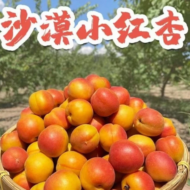 阿克苏四团小红杏皮薄醇甜夏季鲜果蜜甜酸爽多汁清脆可口果香四溢