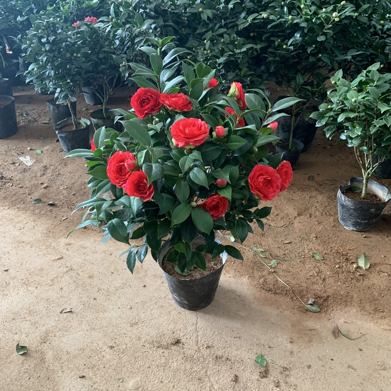 红色茶花丹红山茶花盆栽树苗带花苞室内四季绿植花卉阳台庭院春季