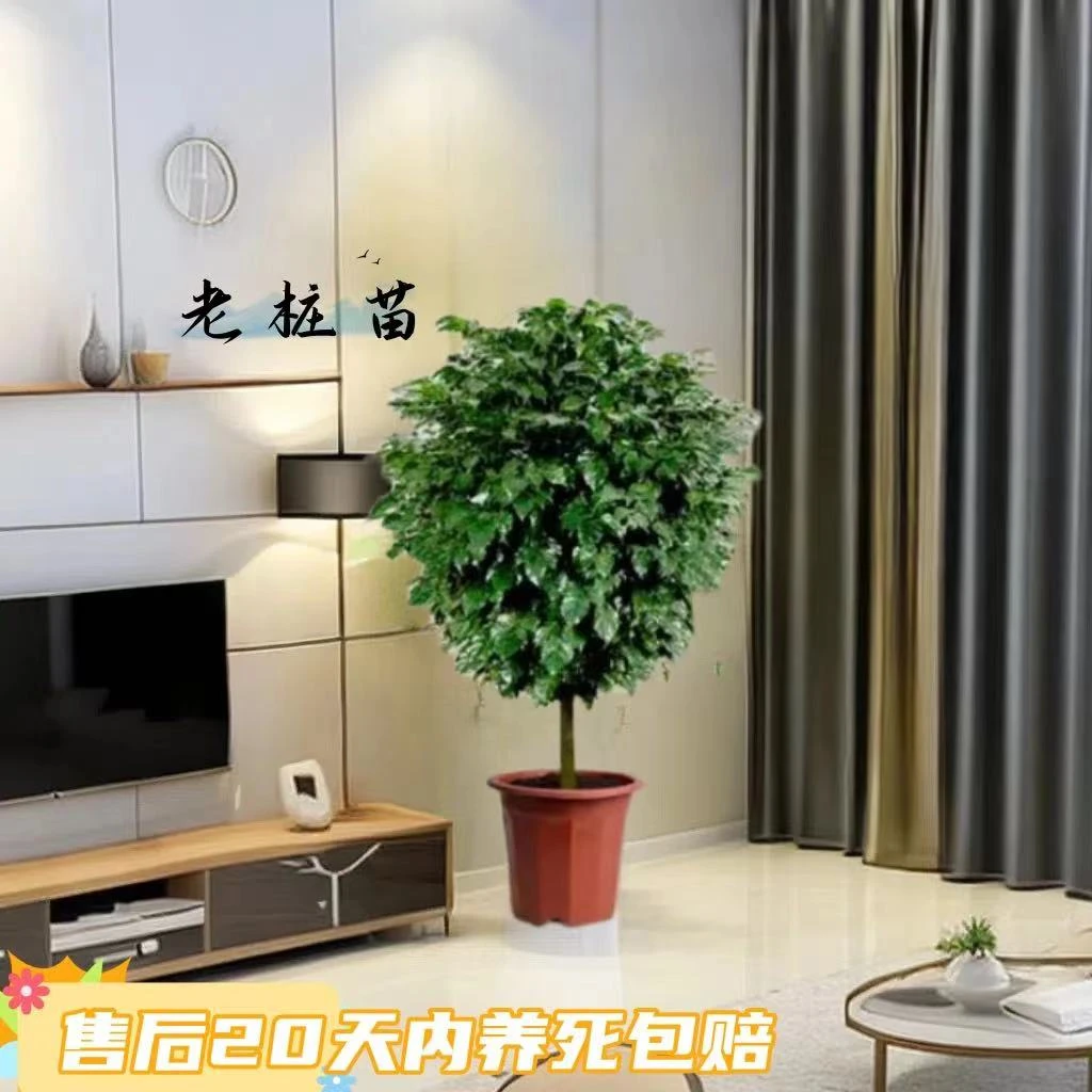 【一物一拍】80cm-90cm老桩独杆棒棒糖造型幸福树四季常青常绿室内