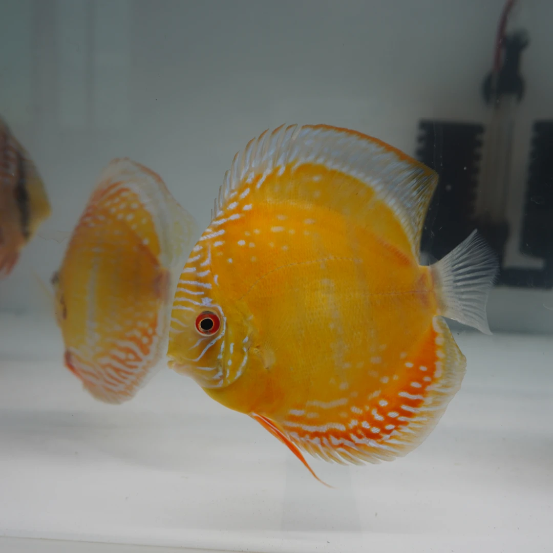 七彩神仙鱼等多种热带观赏鱼活体淡水鱼