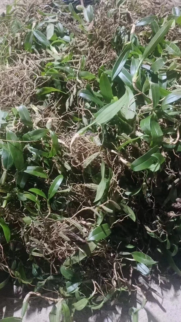 清远阳山土特产野生石橄榄单叶500克草根蚂蝗山药九层塔三叶青