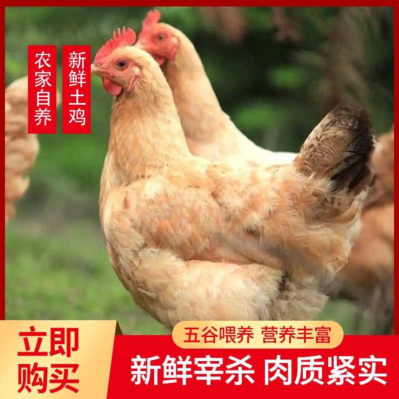 苏北正宗土鸡农家散养500天老母鸡  顺丰包邮