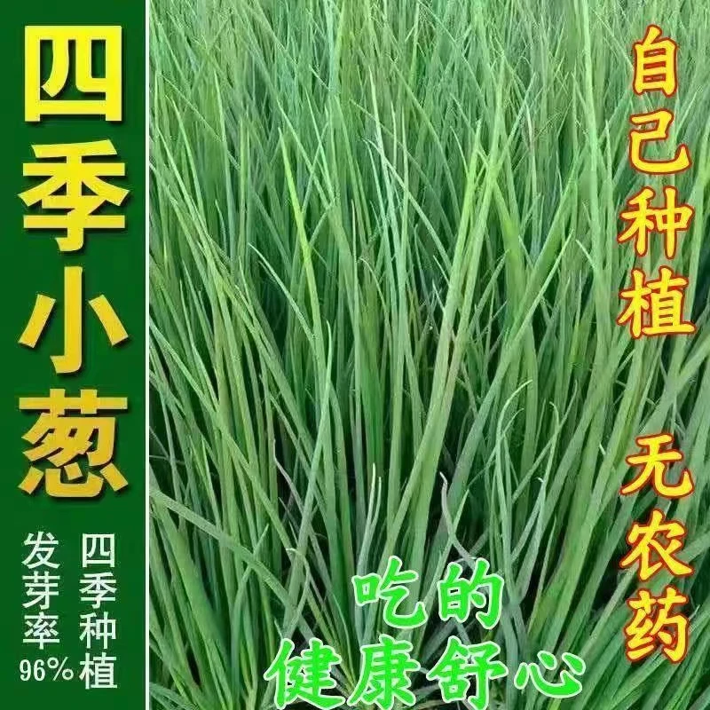 【四季小香葱】易种小葱种子阳台室内盆栽葱种子批发家庭菜种子