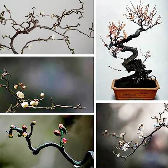 龙游梅盆景花卉室内阳台盆栽梅花苗红梅绿梅腊梅树桩绿植观花植物