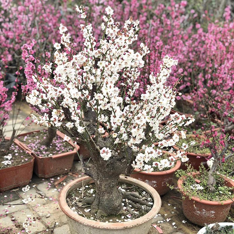 玉蝶梅盆景花卉梅花苗观花老桩植物红梅白梅树桩室内高雅开花基地