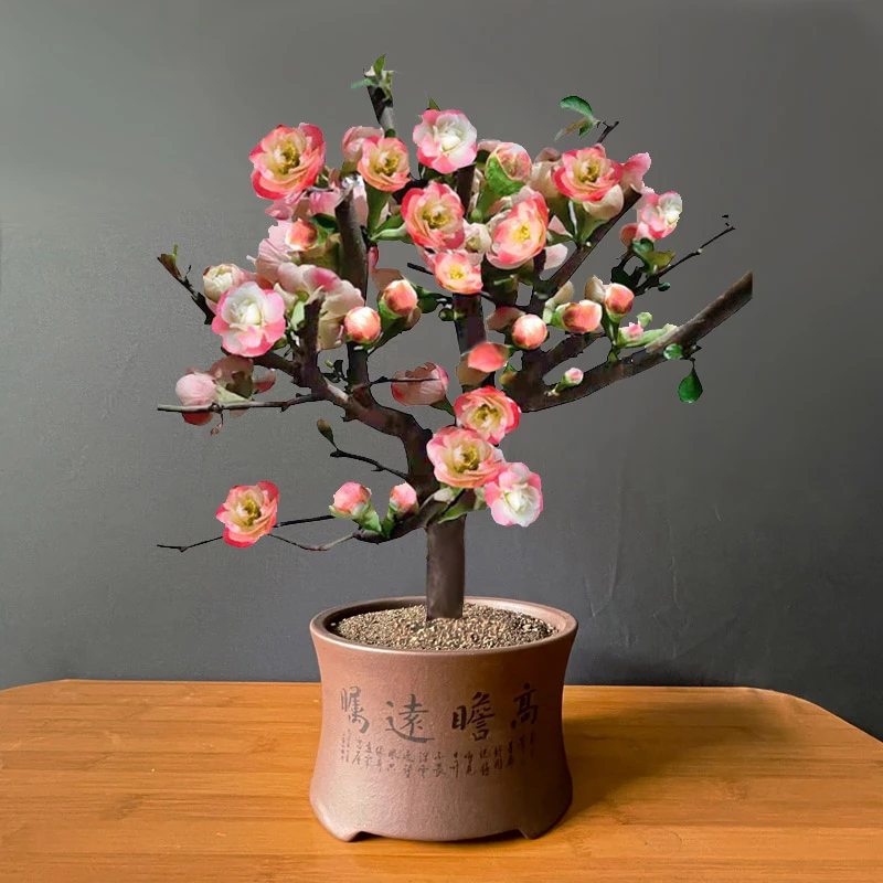 【直播专用】新品海棠花东洋景复色海棠树苗多色盆景老桩庭院阳台