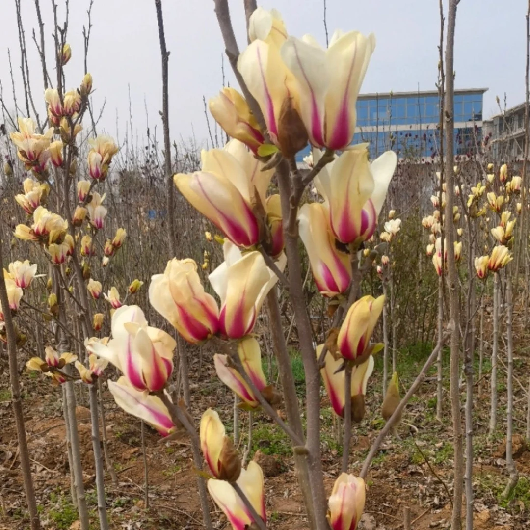 元花梦新品种彩色玉兰【日出玉兰】多季开花南北方庭院地栽种植简单