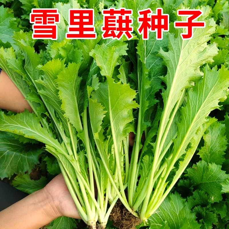 冬储秋冬种植蔬菜腌制腌菜种子酸菜咸菜泡菜储存菜大全耐寒好种植