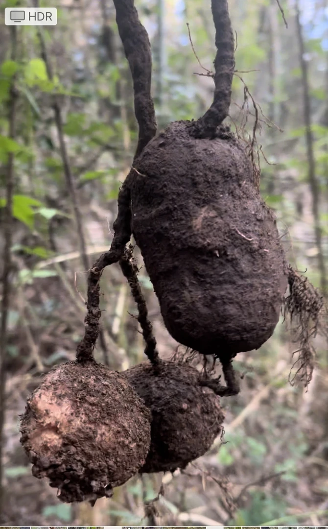 粤北野生三叶青1斤