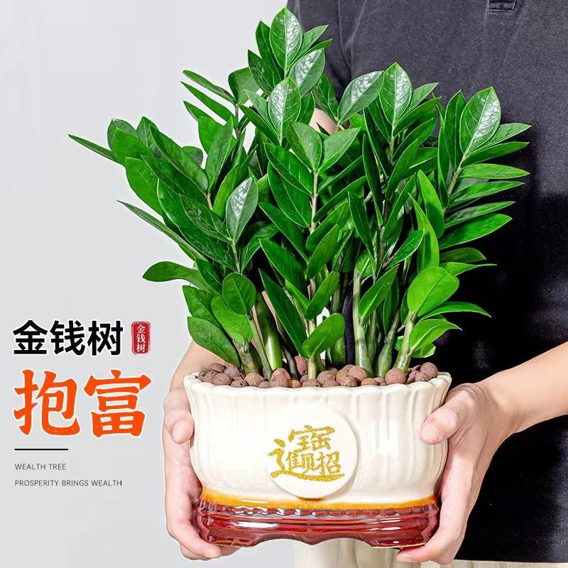 金钱树盆栽植物室内办公室幸福桌摆摇钱树钱串子财气乔迁开业花卉